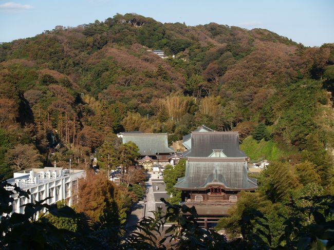 覚賢塔とやぐらを見学して浄光明寺裏山にある冷泉為相墓の裏のやぐらを見学して、円応寺裏山の巨福呂山中から亀ヶ谷坂切通方面に出て帰ろうと思った。<br /> 尾根にある山道からは円応寺、建長寺塔頭禅居院が見下ろせ、建長寺や半増坊、鎌倉学園の校舎も見渡せる。こうした尾根道は綺麗に下草が刈られている。また、境内に下りる山道があり、昔はこの尾根道を通って寺間を行き来したのかも知れない。途中、建長寺伽藍の中心線の延長にある山頂の山腹にもやぐらがあった。このあたりは花畑のようであり、中に白色のタンポポの花を見付けた。初めて見る白いタンポポである。<br /> 最後は、尾根道を逸れ、崖を降りる大冒険となったが、普通に歩ける山道があればお勧めの場所であるのだが、それが適わないからお寺の人意外は誰も登る人がいなく、綺麗に保たれているのだろう。<br />(表紙写真は巨福呂山中から見る建長寺)