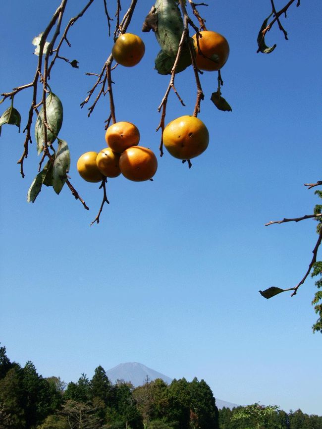 自宅を出たときは、富士山を一周しようか。それとも箱根を超えて…なんて考えていました。<br />三島市内から裾野市内に入って箱根を超える選択肢はなくなりました。<br />そして御殿場市内に入ったのが午前１０時を過ぎ、市内をウロウロしているうちに時間が過ぎて富士山一周も消えてしまいました。<br />結果、富士山スカイラインを回るコースになりました。