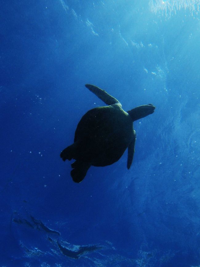 わたくしめのハワイ旅行はバカの一つ覚えでハナウマ湾がその中心<br /><br />そして今回はいつも以上に感動がいっぱい<br /><br />ハナウマ湾ではシュノーケルとダイビングの両方体験しましたが、特にダイビングでホヌ(カメ)と共に泳いだのが忘れられない。時間にすれば本当に短い時間ですがあれだけは実際に体験した人でなければそのすばらしさは分からないと思います。<br /><br />飼われているペットではなく、野生の動物と1:1で心を通わせる時間帯。<br /><br />人工物の世界で生きることに慣れてしまっているわたしにとっては貴重な体験でした。<br /><br />★ハナウマ湾のダイビングはいつもどおり<br />PISさん 泰造師匠のお世話になりました。<br /><br />http://www.pacificislandscuba.com/index.htm<br /><br />私自身、ハナウマ湾の旅行記はこの4トラに沢山掲載していますが、<br />今回はちょっと力を入れて、This is the Hanauma Bay としました。<br />