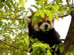 秋のレッサーパンダ紀行【４】　京都市動物園　 新旧アイドルの競演　茶々くん＆古都ちゃん