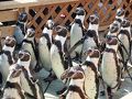 南知多ビーチランドでペンギンに癒され　セントレアでちょっとだけ飛行機を見学する旅