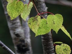 Solitary Journey ［961］ 赤・黄・橙・色とり撮り、山々が秋色に染まっていました。＜西中国山地の最高峰‘恐羅漢山’＞広島県山県郡