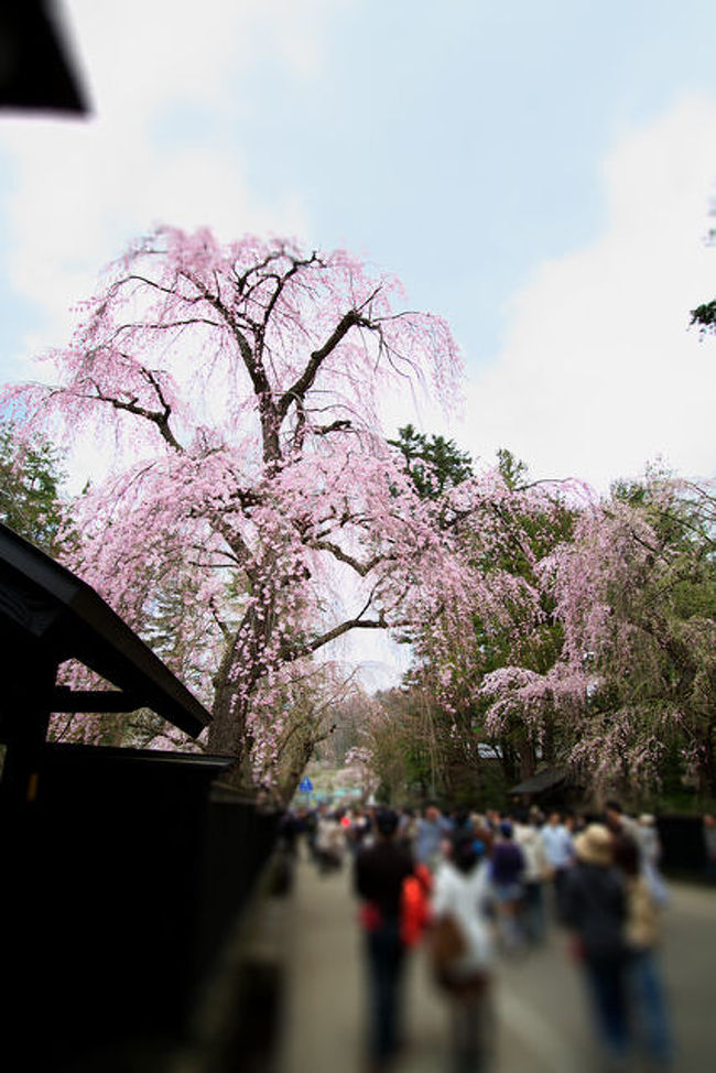 秋田角館で桜鑑賞