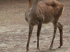 関西へ…=④奈良１／２=