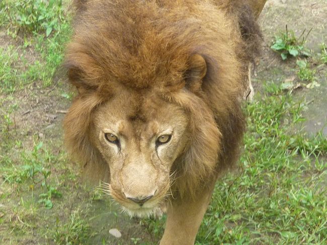 こじんまりした動物園<br />傾斜があるので車椅子とかだとちょっと大変かも…