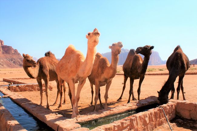 ヨルダン南部にあるワディ・ラム砂漠は2011年に世界遺産に登録されたばかりのエリアです。<br /><br />その砂漠をべドウィンの案内でドライブしました。<br />べドウィンとはアラビア語で砂漠の住人を指し普通アラブの遊牧民族に対して使います。<br /><br />ワディ・ラムでベドウィンのテントに宿泊する事も出来ます。<br /><br />ワディ・ラムのこのエリア<br />昔昔、商隊がローマ帝国を目指した時のメモ書きが岩に残されてます。<br />このエリアは自然のままなのでキャラバン隊が中国からシルクを運ぶ様子が容易に浮かびます。<br /><br />らくだが水を求めてローレンスの泉まで颯爽と走り水を飲んでまた去っていく姿は感動でした。<br /><br />10月なので陽射しは暑いと言えど爽やかでとても気持ちのいい気候でしたが朝夕の寒暖の差は大きいらしいです。