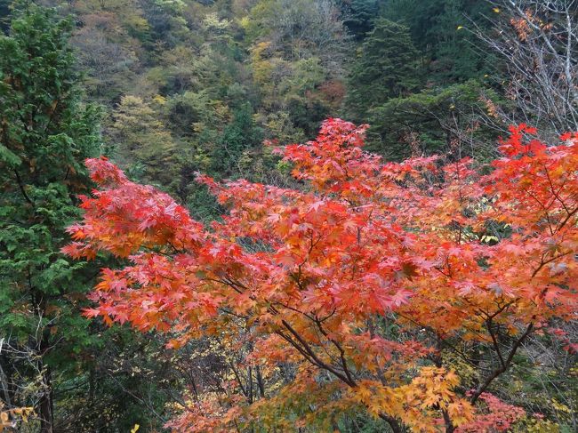 板取の川浦渓谷へ。<br />＆地元のグルメも堪能〜。