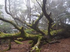 世界遺産の島　屋久島　２日目