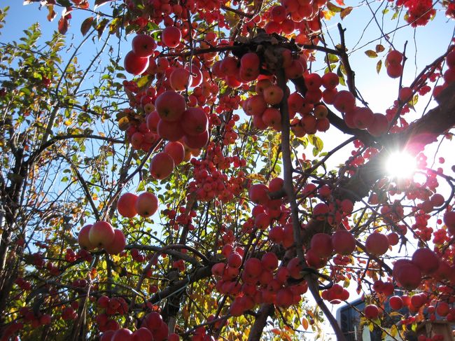 友人Mさんと「信州ふじりんご狩りと天竜峡」という日帰りバスツアーに参加しました。<br /><br />たわわに実ったリンゴをおなかいっぱい食べて・・紅葉を楽しんで・・<br /><br />天気も良くて気持ちのいい一日でした。