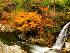 豊田市武節町の紅葉情報