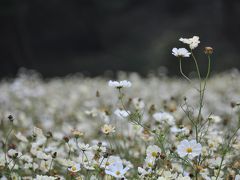 秋の国営武蔵丘陵森林公園