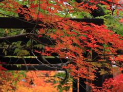 長野　紅葉めぐり～高遠城跡と光前寺