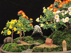菊とバラの日比谷公園へ久しぶりに（3）東京都観光菊花大会