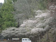 小原の「四季桜」