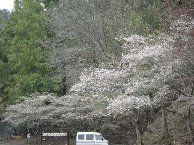 ゴルフへ行く途中で小原を通りますが、「四季桜」が沢山咲きはじめだした。<br />１年に二度開花する桜で、普通の桜に比べて花びらが少し小さい・<br />ゴルフの帰りに寄って写真に撮ったものを添付します、１１月３日と１０日のもの・・・・・<br />それ以後もまた立ち寄ってみますので都度アップしていきます、変化を見てください。<br /><br />１１月３日、１０日に撮ったものです。<br />１７日も撮ってきましたので追加します。<br />３０日分を追加します・・・・もうすでに見頃は終わりに近かったようです。