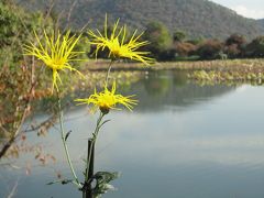 大覚寺で「嵯峨菊」が見頃との記事を見て