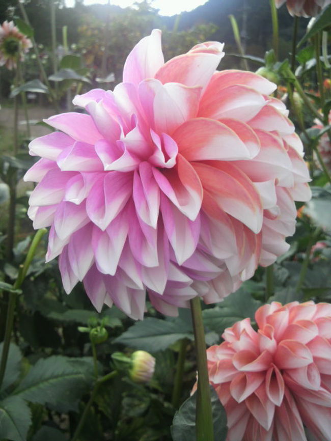 11年 10月 秋の両神山麓に咲き誇るダリアは夏の花火を連想させます 小鹿野 皆野 埼玉県 の旅行記 ブログ By Yumeさん フォートラベル 11年 10月 秋の両神山麓に咲き誇るダリアは夏の花火を連想させます 小鹿野 皆野 埼玉県 の旅行記 ブログ By Yumeさん フォートラベル