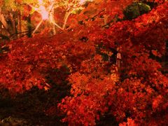 紅葉真っ盛り！富士河口湖紅葉まつり