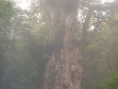 世界遺産の島　屋久島　3日目