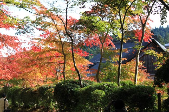 秋。今年も紅葉の季節がやって来ました。<br />もう遅いかもしれないと思いましたが、高野山の紅葉狩りへと向かいました。<br />どうもことしの紅葉は色づきも悪く、またその前に枯れて散ってしまうような雰囲気です。<br />しかし大伽藍への蛇腹路の紅葉は十分楽しめました。<br /><br />紅葉を求めて高野龍神スカイラインの護摩壇まで快適なドライブ。<br />でも紅葉はほとんど見あたりませんでした。ススキは綺麗でしたが・・・<br /><br />