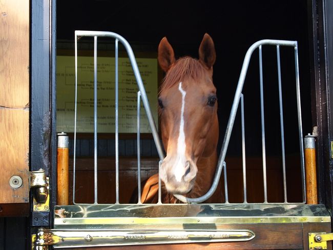 私は馬が好きで牧場を訪れているんですが<br /><br />一緒にロンドンに行った競馬好きな友達が言った<br />「せっかくのイギリスなのになぜ牧場に行くの?」<br /><br />またパリの競馬好きな韓国料理屋のおやじさんも<br />「ふらどくさん、欧州で牧場を訪ねる人は馬主か、よっぽどのもの好きだ!」<br /><br />と競馬が好きなのに牧場訪問を妙に珍しがられました。<br /><br />せっかく凱旋門賞に行くのだから欧州で挨拶をしたい馬がいました。<br />ふらっと行って行けるものではないので<br />そのために競馬関係者の方々に訪問の許可を取るために色々と教えて頂いた。<br />この場を借りて感謝したい。<br />交渉の末、やっと許可が下りました。<br /><br />ヨーロッパでの名門牧場はなかなかすごかった。<br /><br />妙なオチもありました。<br /><br />トップの写真はラムタラさんです。