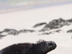 Galapagos Islands vol.4～サンタクルス島・バッチャスビーチ(San Cristbal island Bachas Beach)～