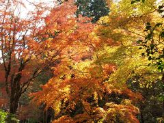 ２０１１年１１月１３日　箱根仙石原　長安寺の紅葉は、もう少しで見ごろになりそうです。