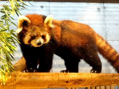 晩秋のレッサーパンダ紀行【６】　いしかわ動物園　初めましてメロンちゃん