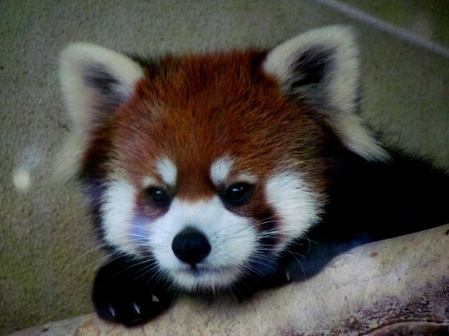 これまで日本のレッサーパンダ飼育動物園の約８割にあたる４０園くらいを訪問してきました。<br />これだけ訪問していると、やはりお気に入りのパンダも出てきます。<br />僕のお気に入りは市川市動植物園のメイファ。<br />メイファはとにかく躍動的。<br />メイファと当時１歳息子のイチ丸が屋外展示場を所狭しと駆け回り、じゃれ合い、時に喧嘩する姿は僕の持つレッサーパンダのダレダレしたイメージを払拭してくれ、僕に動物園に行く楽しさを教えてくれました。<br />またメイファはとっても美形レッサー、すでにお星さまになっているご両親も美形レッサーだったそうですが、その両親のいいところを受け継いだようです。<br /><br />そして、メイファには双子の姉妹がいます、その名はミンファ。<br />メイファ＆ミンファの姉妹は市川の美形レッサー姉妹として親しまれてきました・・・当時の報道では、やんちゃでお転婆なメイファ、慎重派でおっとりとしたミンファ、共に市川の人気者でした。<br />そんなミンファが福井県鯖江市の西山動物園に嫁入りしたのが当時２歳の２００８年３月２０日のこと。<br />そして、その僅か１か月後、ミンファは鯖江市民を巻き込むある事件を引き起こし、一躍鯖江でもアイドルに！！<br /><br />僕は西山動物園には今まで２度足を運んでいるのですが、出産準備中で非公開だったり、訪問日が休園日だったり（・・・間抜け！！）で一度もミンファに会えていませんでした。<br />ミンファは去年に引き続き今年も出産、現在は母子で公開中とのことなので３カ月ぶりに鯖江に行ってきました。<br /><br /><br /><br />これまでのレッサーパンダ旅行記です、よろしければご覧ください。<br />＜国内＞<br />【旭川市旭山動物園】http://4travel.jp/traveler/jillluka/album/10460306/<br />【札幌市円山動物園】http://4travel.jp/traveler/jillluka/album/10462039/<br />【仙台市八木山動物園】http://4travel.jp/traveler/jillluka/album/10562923/<br />【日立市かみね動物園】http://4travel.jp/traveler/jillluka/album/10562630/<br />【埼玉県こども動物自然公園】http://4travel.jp/traveler/jillluka/album/10620567/<br />【東武動物公園】http://4travel.jp/traveler/jillluka/album/10620554/<br />【さいたま市大崎公園】http://4travel.jp/traveler/jillluka/album/10619554/<br />【千葉市動物公園】１回目→http://4travel.jp/traveler/jillluka/album/10428642/ ２回目→http://4travel.jp/traveler/jillluka/album/10513557/ ３回目→http://4travel.jp/traveler/jillluka/album/10596417/<br />【市川市動植物園】１回目→http://4travel.jp/traveler/jillluka/album/10488760/ ２回目→http://4travel.jp/traveler/jillluka/album/10514076/　３回目→http://4travel.jp/traveler/jillluka/album/10596621/<br />【市原ぞうの国】http://4travel.jp/traveler/jillluka/album/10596395/<br />【Sayuri World】http://4travel.jp/traveler/jillluka/album/10596395/<br />【上野動物園】http://4travel.jp/traveler/jillluka/album/10582546/<br />【江戸川区自然動物園】１回目→http://4travel.jp/traveler/jillluka/album/10488744/ ２回目→http://4travel.jp/traveler/jillluka/album/10588127/<br />【羽村市動物公園】http://4travel.jp/traveler/jillluka/album/10573769/<br />【東京都大島公園】http://4travel.jp/traveler/jillluka/album/10533763/ <br />【川崎市夢見ヶ崎動物公園】http://4travel.jp/traveler/jillluka/album/10514397/<br />【横浜市野毛山動物園】http://4travel.jp/traveler/jillluka/album/10533390/<br />【甲府市遊亀公園附属動物園】http://4travel.jp/traveler/jillluka/album/10589585/<br />【長野市茶臼山動物園】１回目→http://4travel.jp/traveler/jillluka/album/10559177/ ２回目→http://4travel.jp/traveler/jillluka/album/10589294/ ３回目→http://4travel.jp/traveler/jillluka/album/10607660/<br />【富山市ファミリーパーク】http://4travel.jp/traveler/jillluka/album/10581505/<br />【いしかわ動物園】１回目→http://4travel.jp/traveler/jillluka/album/10591912　２回目→http://4travel.jp/traveler/jillluka/album/10620926/<br />【鯖江市西山動物園】１回目→http://4travel.jp/traveler/jillluka/album/10454820/ ２回目→http://4travel.jp/traveler/jillluka/album/10591903/　３回目→http://4travel.jp/traveler/jillluka/album/10620990<br />【熱川バナナワニ園】http://4travel.jp/traveler/jillluka/album/10453132/<br />【三島市立楽寿園】http://4travel.jp/traveler/jillluka/album/10452173/<br />【静岡市立日本平動物園】http://4travel.jp/traveler/jillluka/album/10600537<br />【浜松市動物園】http://4travel.jp/traveler/jillluka/album/10600554<br />【京都市動物園】１回目→http://4travel.jp/traveler/jillluka/album/10431630/　２回目→http://4travel.jp/traveler/jillluka/album/10616453/<br />【天王寺動物園】http://4travel.jp/traveler/jillluka/album/10433741/<br />【ひらかたパーク】http://4travel.jp/traveler/jillluka/album/10410564/<br />【みさき公園】http://4travel.jp/traveler/jillluka/album/10615178/<br />【神戸市立王子動物園】１回目→http://4travel.jp/traveler/jillluka/album/10440677/ ２回目→http://4travel.jp/traveler/jillluka/album/10609757<br />【姫路市立動物園】１回目→http://4travel.jp/traveler/jillluka/album/10504355/　２回目→http://4travel.jp/traveler/jillluka/album/10605407<br />【姫路セントラルパーク】http://4travel.jp/traveler/jillluka/album/10605407<br />【池田動物園】http://4travel.jp/traveler/jillluka/album/10597526/<br />【周南市徳山動物園】１回目→http://4travel.jp/traveler/jillluka/album/10595007 ２回目→http://4travel.jp/traveler/jillluka/album/10597519/　３回目→http://4travel.jp/traveler/jillluka/album/10618060/<br />【秋吉台自然動物公園サファリランド】http://4travel.jp/traveler/jillluka/album/10618075<br />【福岡市動物園】http://4travel.jp/traveler/jillluka/album/10414431/<br />【大牟田市動物園】１回目→http://4travel.jp/traveler/jillluka/album/10519919/　２回目→http://4travel.jp/traveler/jillluka/album/10602752/<br />【長崎バイオパーク】http://4travel.jp/traveler/jillluka/album/10603219/<br />【西海国立公園　九十九島動植物園】http://4travel.jp/traveler/jillluka/album/10603244<br />【宮崎市フェニックス自然動物園】http://4travel.jp/traveler/jillluka/album/10556121/<br />【鹿児島市平川動物公園】http://4travel.jp/traveler/jillluka/album/10556406/<br /><br />【移動動物園】アピタ伊那店→http://4travel.jp/traveler/jillluka/album/10607151/<br /><br />＜海外＞<br />【韓国・ソウル大公園】http://4travel.jp/traveler/jillluka/album/10531243