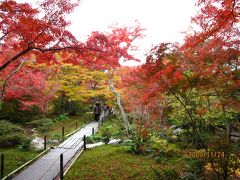 京都の紅葉めぐり　真如堂・光明寺・宝筐院他　２００９年