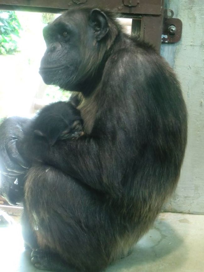 今年も行ってきました名古屋市の動物園。<br />行楽日和に動物たちも活発で決定的写真がたくさん撮れました。<br /><br />夕方は日本夜景１００景にも選ばれている名古屋の夜景を楽しみました。<br />こちらも無料でとってもきれいでしたよ。<br /><br /><br /><br /><br /><br />２０１０年の旅行記<br />http://4travel.jp/traveler/micchan1636/album/10520071