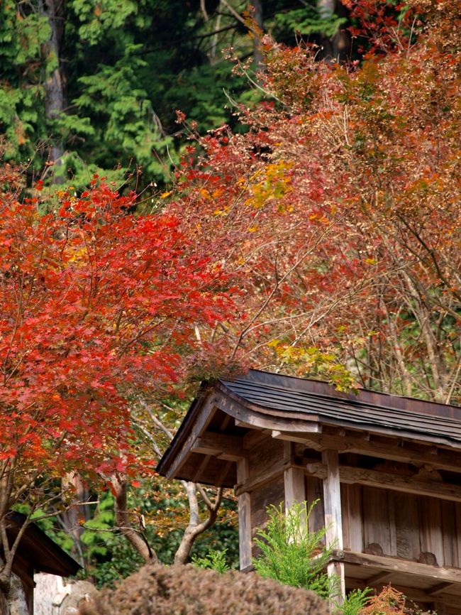 　どうも、今年の紅葉はイマイチかなぁ、との予感ですが、それでもそろそろ紅葉の季節となりました。<br />14日は、京都の中でも寒さのきついエリアにある、常照皇寺に行きました。ここは、紅葉の数はたいしたことはないですが、風情のある寺で、このお寺へ行く道中の山里の秋の景色もセットでついてきます。<br /><br />　高雄神護寺の駐車場あたりまで、けっこうな渋滞でした。車が連なるわけではありませんが、ふだんは見かけない他府県ナンバーが流入していました。駐車場を過ぎても、前に二台の車が走ってましたが、それは、単に迷っていたようで、途中でUターンして去っていきました。その後は、ほとんど車を見かけない、京都の奥の奥のエリアです。<br /><br />　この日は、常照皇寺のあと、花背峠の方へと進み、そこから美山の方に出ましたが、茅葺きの里までの40キロの山道、険しい道ですが、なかなか景色はよかったです。