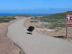 サンフランシスコからの西海岸ドライブと温泉の旅（２０１１年８月）。。。その３３「サンフランシスコFORT FUNSTON（フォート　フンストン公園）」