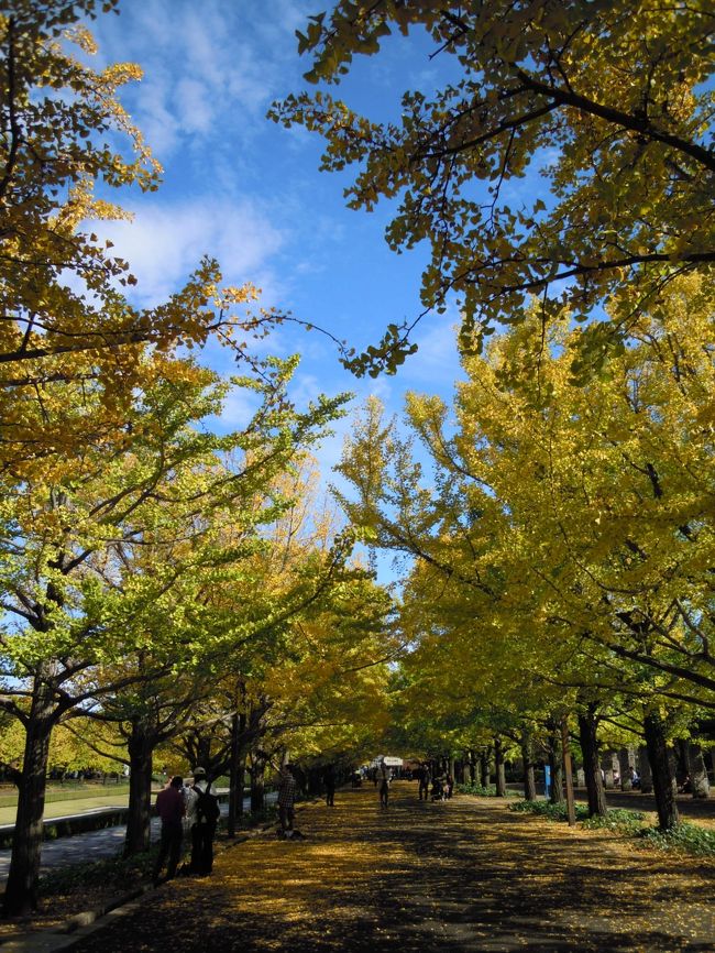 イチョウの黄葉がそろそろ見頃となった12日、ElliEさんの帰省と昭和記念公園ファン倶楽部オフ会初参加のCANさん、そもそもオフ会というもの自体全く初体験のまみさんを迎えてのオフ会となりました。<br /><br />今年できたばかりのコミュ、それも東京にあるたった一つの公園のファン倶楽部なのですが、既に3回目のオフ会です。<br />参加者は、もろずみさん、morino296さん、唐辛子婆さんElliEさん、夏への扉さん、CANさん、まみさん、コクリコの8人です。<br /><br /><br />☆それぞれ個性的な他のメンバーのオフ会旅行記はこちらです。<br /><br />*morino296さんの正統派オフ会旅行記<br />http://4travel.jp/traveler/morino296/album/10620548/<br /><br />*コミュ管理人もろずみさんの遠足スナップ風オフ旅行記<br />http://4travel.jp/traveler/weekendwalker/album/10621010/<br /><br />*CANさんのオフ会の楽しい様子がバッチリわかる旅行記<br />http://4travel.jp/traveler/can/album/10620765/<br /><br />*唐辛子婆さんの唐辛子ワールドへようこそ旅行記<br />http://4travel.jp/traveler/tougarashibaba/album/10621245/<br /><br />*まみさんの光と影の旅行記(レンブラントみたいだ!)<br />http://4travel.jp/traveler/traveler-mami/album/10621234/<br /><br />*他のメンバーは見落としているけれど「夏ちゃんは見た」的な夏への扉さんの旅行記<br />http://4travel.jp/traveler/door-into-summer/album/10621425/<br /><br />*ElliEさんの子供の頃の遠足のワクワクした気持ちが伝わってくる旅行記<br />http://4travel.jp/traveler/hastings/album/10624147/