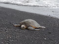 ハワイ島７泊８日新婚旅行記【４／６】　４日目　ウミガメと雨のキラウエア（２０１１年１０～１１月）