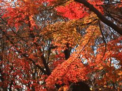 今年、初の紅葉♪とクリスマスイルミ。