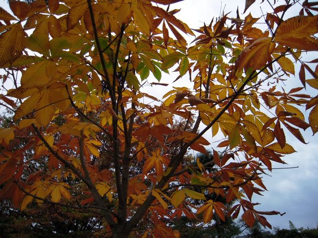 電車で紅葉を探して<br />山梨県大月の猿橋に<br />行きました。