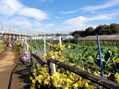 2011年11月 横浜 いずみ野 秋の野菜収穫体験