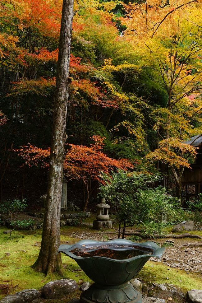 いよいよ京都 紅葉の旅も二日目、昨日は天気は良かったが、今日は曇り空。　昨日は青々の紅葉にびっくりしたので、予定を変更し山方面を攻めることとしました。