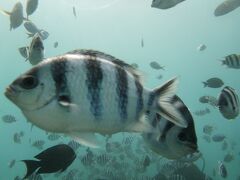［2011年10月］社員旅行で初のGUAMへ-2日目-