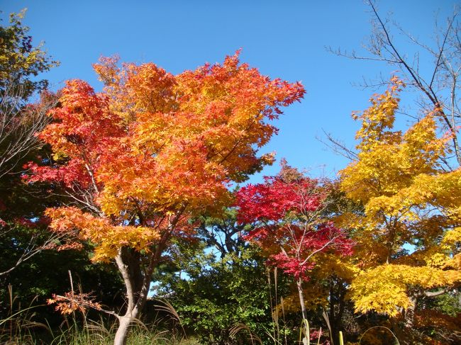 小豆島には行った事がなかったので、行ってみたくて２泊３日の旅を計画したのでした。<br /><br />小豆島と言えば寒霞渓が有名、紅葉の名所ですがまだまだ早いと思っていたら、頂上では綺麗な紅葉が見れて良かったです。<br /><br />それとフェリーでのクルージングが最高でした、お天気も良くて瀬戸内海の絶景を堪能しました。<br /><br />海に山にグルメに、とっても良い旅でした。<br /><br />　<br /><br />