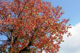 2011秋、夏の気配も残る、天白川晩秋(1/3)：ナンキンハゼの紅葉、公孫樹の黄葉、山茶花