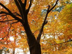 京都 2011 紅葉を見に　二日目　神護寺