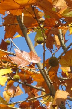 2011秋、夏の気配も残る、天白川晩秋(2/3)：桜並木紅葉、プラタナス褐葉、ハナノキ紅葉