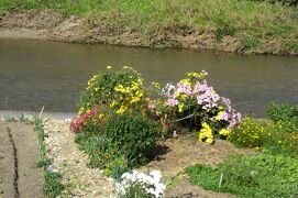 2011秋、夏の気配も残る、天白川晩秋(3/3)：アベリア、桜、芙蓉、紫式部、菊、柿、薄