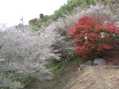 近くに行きたい♪　「紅葉と小原の四季桜のW競演(*^^)v　ついでに名鉄三河線の廃線跡も・・」