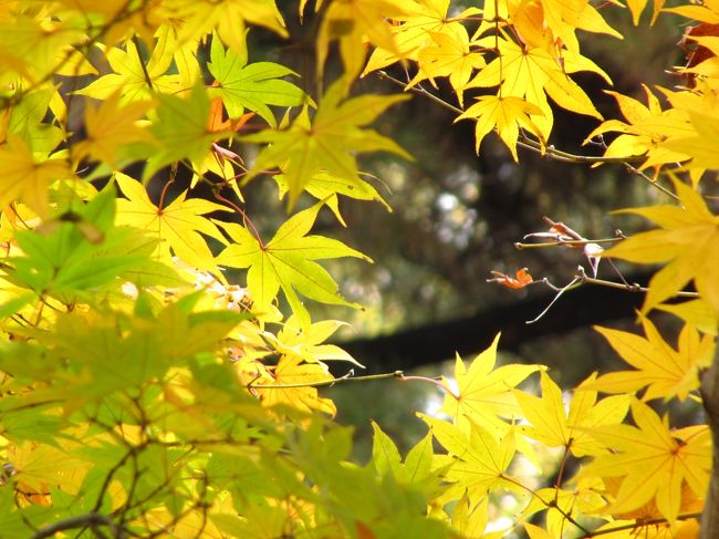 朝チェックしたネットの天気予報では、今日は一日快晴かと思ったのに。<br />森林公園駅に到着した時点で、空は一部だけ青空を見せていたけれど、分厚い雲が晴れるのまだまだ先のようで、がっかり。<br />これは撮影テンションが上がらないまま、さっと出かけて、さっと帰ってくることになるかなぁ。<br /><br />と思ったら、とんでもありませんでした。<br />黄色や赤に色づき始めた駅前サイクリングコースの初っ端から、たとえ曇天であろうと、あたりの景色に私の目は釘付け@<br /><br />今年2011年は、秋が深まっても暖かい日が続いたから、紅葉がきれいに色づかないとだろうと覚悟していました。<br />多大な期待をしなかったのもよかったのでしょうか。<br /><br />さくさくと森林公園に到着するかと思ったけれど、駅前サイクリングコースで色づいた木々を見つけては、ついついカメラを向けてしまい。<br />ハイライトは先に待っているはずなのに、何をやっているんだろうと自問自答。<br />寄り道などしなければ15分で到着する道のりを、またしても一時間以上、かけてしまいました。<br />時間配分がヘタくそな私です。<br /><br />でもそれは、曇天でも、好みの紅葉写真が撮れると気づいたせいもあります。<br />露出オーバー気味で望遠マクロにすると、透明感のある涼しげな紅葉写真が狙えます。<br />それに時々日が差し込んできたので、そういう時には自転車を停めて、すかさずパチリ！<br /><br />そのやり方は、森林公園にいつもどおり南口からアクセスして、今回、最初の紅葉撮影ポイントとなった日本庭園でも同じでした。<br />今年は日本庭園は予想以上に色づきが悪かったので、本当はスルーするつもりでした。<br />でも、日本庭園では池があるので、水辺の写真が狙えます。水辺のある景色の写真を撮るのは好きなんです。<br />紅葉ハイライトのカエデ園に池はありませんから。<br /><br />ただ、曇天の中で露出オーバーで撮るせいで、なかなかピントが合わず、手ぶれ・被写体ぶれ続きで、撮影に時間がかかるのには閉口しました。<br /><br />＜タイムメモ＞<br />09:15　家を出る<br />09:50　森林公園駅に到着<br />11:05　森林公園南口から入園<br />11:10～12:00　日本庭園<br />12:20～12:35　渓流広場のオオミモジ<br />12:40～13:55　カエデ園散策<br />13:55～14:35　植物園展示棟でひと休み<br />14:35～15:15　ハーブガーデン散策<br />15:15～15:35　再びカエデ園を通って駐輪所へ<br />15:45　中央口から森林公園を出る<br /><br />＜今年2011年の森林公園の紅葉散策の旅行記シリーズ＞<br />■（1）曇りの紅葉は涼やかに：駅前サイクリングコース～日本庭園～渓流広場のオオモミジまで<br />□（2）まさしく太陽にライトアップされたカエデ園の紅葉<br />□（3）この季節なのに意外に花にあふれたハーブガーデン<br /><br />＜これまでの森林公園の紅葉のときの旅行記＞<br />2010年11月27日<br />「しっとりと錦秋の森林公園を愛でる（1）下半身が豊かな紅葉の木と落ち葉のサイクリングコースと血のように赤いモミジの日本庭園」<br />http://4travel.jp/traveler/traveler-mami/album/10524618<br />「しっとりと錦秋の森林公園を愛でる（2）落ち葉でうずもれたあざみくぼ池と滝から獣道とススキの原の旧遊戯広場まで」<br />http://4travel.jp/traveler/traveler-mami/album/10524619<br />「しっとりと錦秋の森林公園を愛でる（3）木枯らしの中の赤いコートの渓流広場のオオモミジと紅葉見ナイトのカエデ園」<br />http://4travel.jp/traveler/traveler-mami/album/10524620<br />2009年11月23日<br />「まにあって良かった@紅葉の森林公園（1）やわらかな黄昏色と木もれ日の紅葉」<br />http://4travel.jp/traveler/traveler-mami/album/10402144/<br />「まにあって良かった@紅葉の森林公園（2）ライトアップの黄金の輝きとちょっとだけ味わえたイルミネーション」<br />http://4travel.jp/traveler/traveler-mami/album/10402145/<br />2008年11月29日<br />「思いっ切り紅葉！森林公園（1）駅前サイクリングコースから日本庭園と西田沼まで」<br />http://4travel.jp/traveler/traveler-mami/album/10292126/<br />「思いっ切り紅葉！森林公園（2）園内サイクリングコースから渓流広場とカエデ見本園」<br />http://4travel.jp/traveler/traveler-mami/album/10292291/<br /><br />国営武蔵丘陵森林公園の公式サイト<br />http://www.shinrin-koen.go.jp/<br />