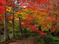 2011　京都紅葉便りⅠ－１　園部・龍穏寺へ～　
