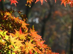 色づき始めた紅葉で三色の錦の森林公園（2）まさしく太陽にライトアップされたカエデ園の紅葉