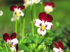 色づき始めた紅葉で三色の錦の森林公園（3）この季節なのに意外に花にあふれたハーブガーデン